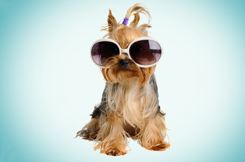 Yorkshire Terrier Dog — Blue, Playful