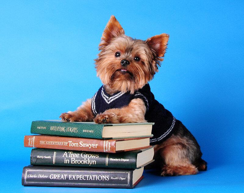 Yorkshire Terrier Dog — Blue