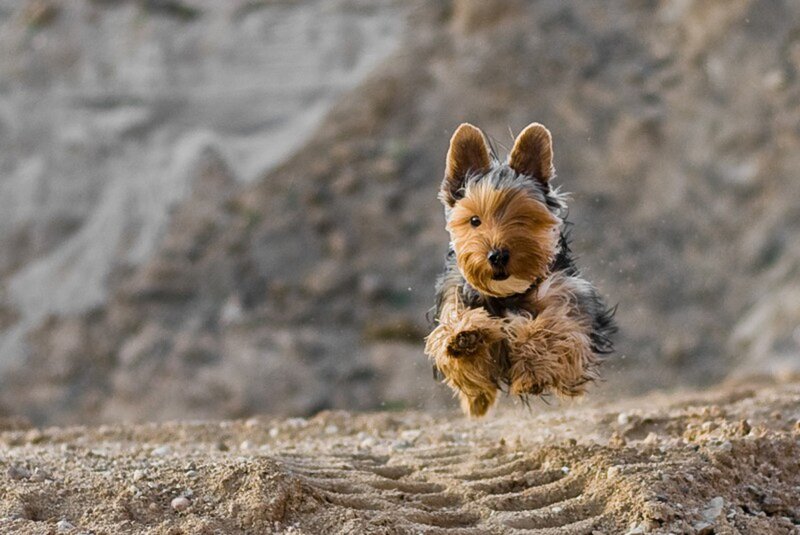Yorkshire Terrier Dog — Brown, Active