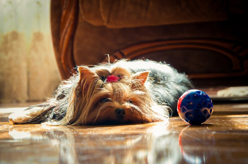 Yorkshire Terrier Dog — Brown, Calm, Afternoon, Photograph, Ball