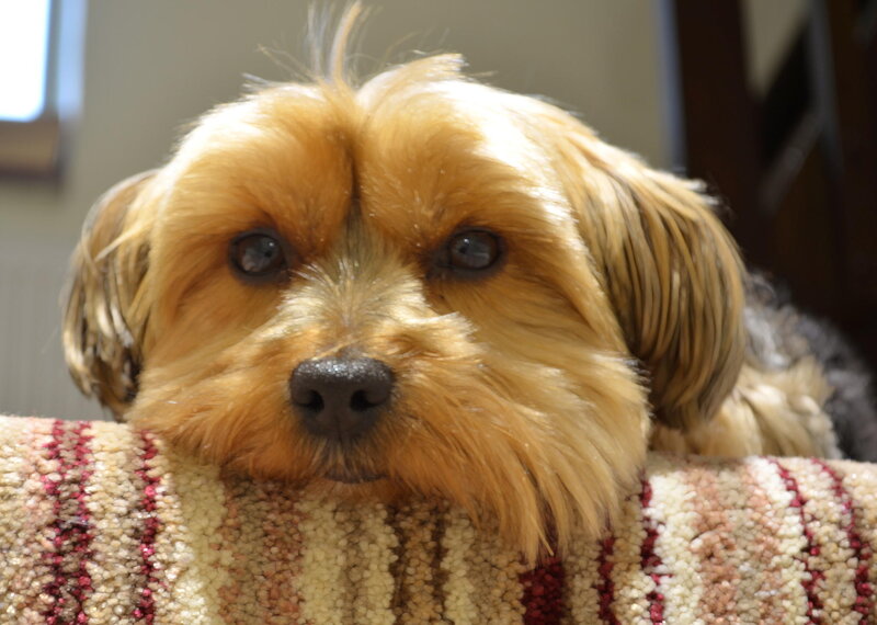 Yorkshire Terrier Dog — Brown, Calm, Afternoon, Photograph, Striped Fabric