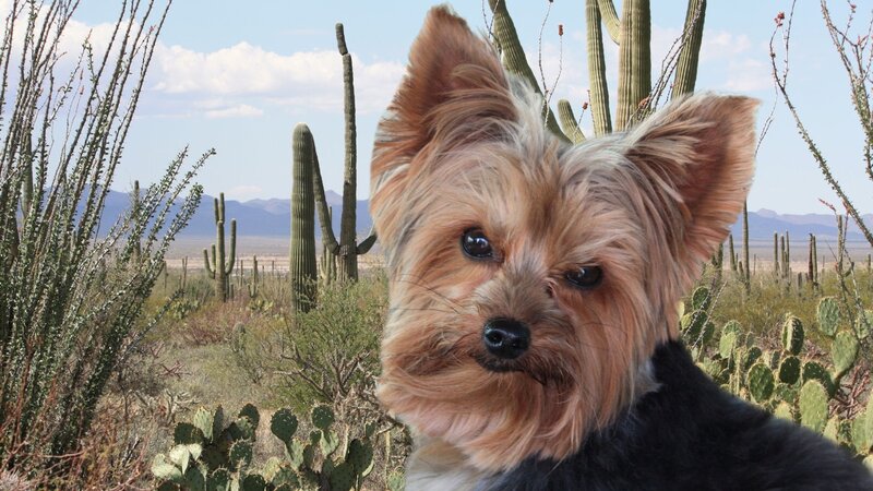 Yorkshire Terrier Dog — Brown, Calm, Afternoon