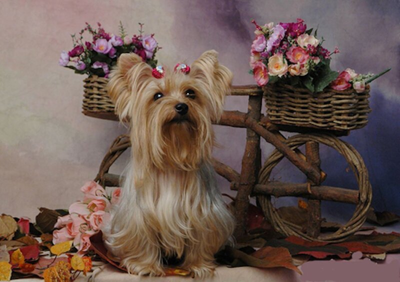 Yorkshire Terrier Dog — Brown, Calm, Autumn, Photograph, Flowers