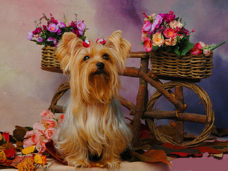 Yorkshire Terrier Dog — Brown, Calm, Autumn