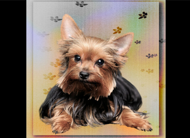 Yorkshire Terrier Dog — Brown, Calm, Digital Art