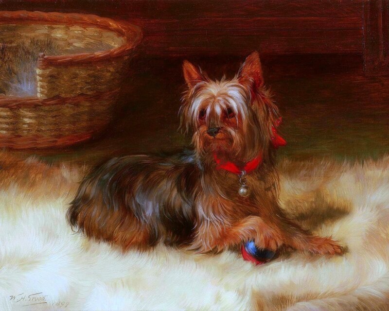Yorkshire Terrier Dog — Brown, Calm, Painting