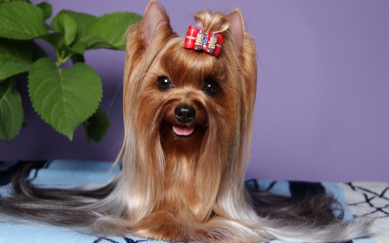 Yorkshire Terrier Dog — Brown, Calm, Photograph, Bow