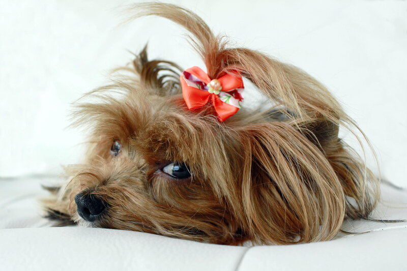 Yorkshire Terrier Dog — Brown, Calm, Photograph, Bow, White Surface
