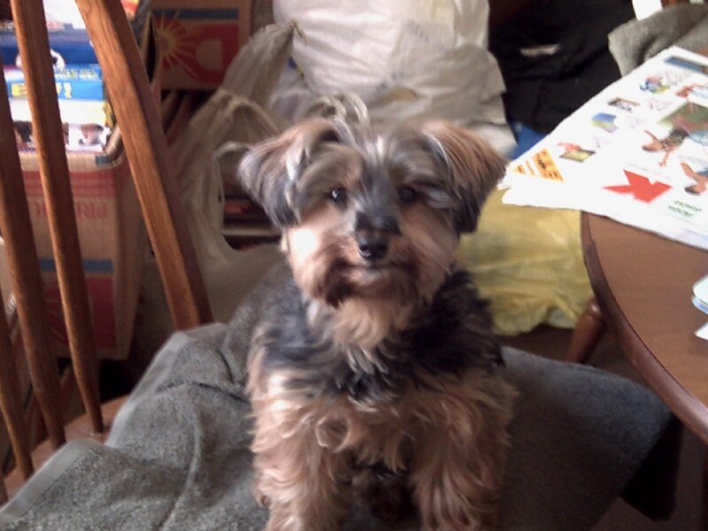 Yorkshire Terrier Dog — Brown, Calm, Photograph, Chair