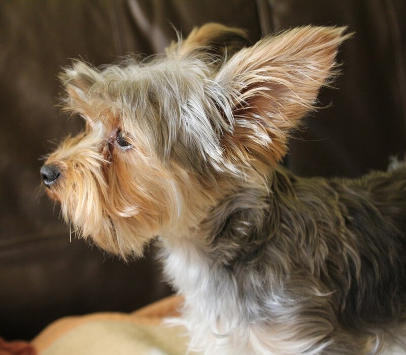 Yorkshire Terrier Dog — Brown, Calm, Photograph, Couch
