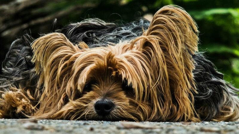 Yorkshire Terrier Dog — Brown, Calm, Photograph, Ground