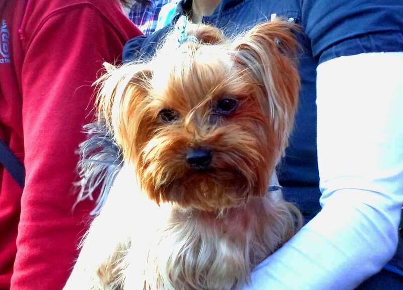 Yorkshire Terrier Dog — Brown, Calm, Photograph, Person