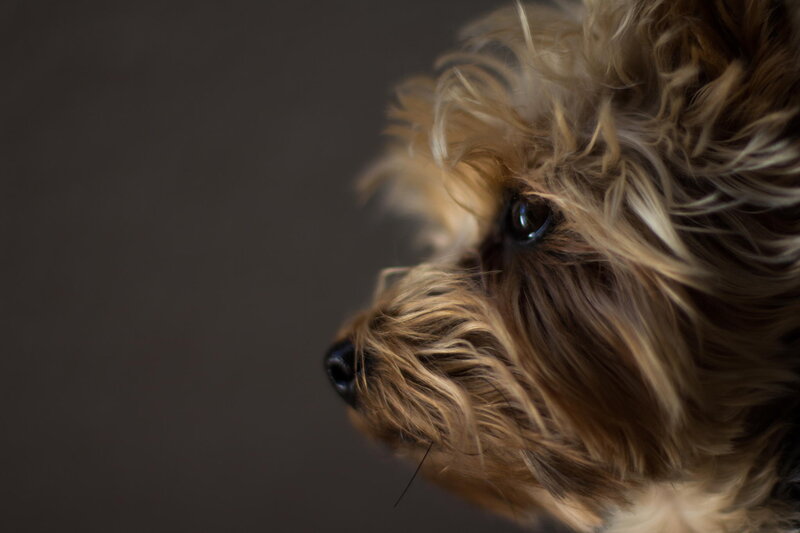 Yorkshire Terrier Dog — Brown, Calm, Photograph, Profile