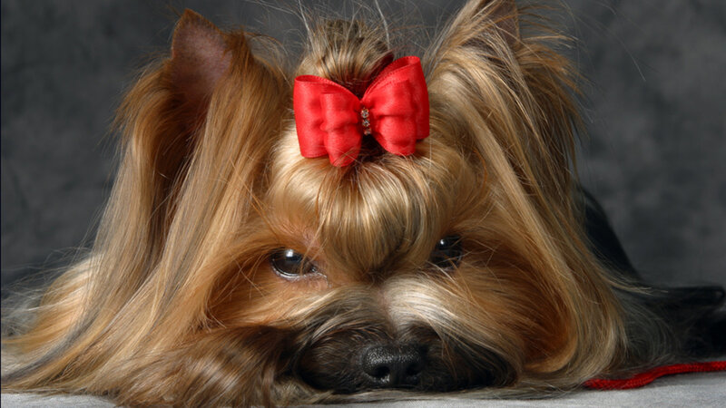 Yorkshire Terrier Dog — Brown, Calm, Photograph, Red Bow