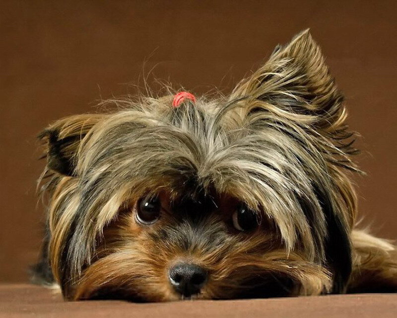 Yorkshire Terrier Dog — Brown, Calm, Photograph, Red Hair Tie
