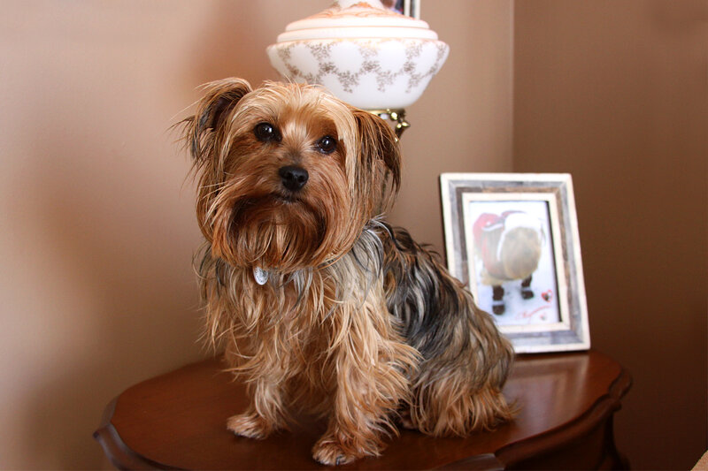 Yorkshire Terrier Dog — Brown, Calm, Photograph, Table