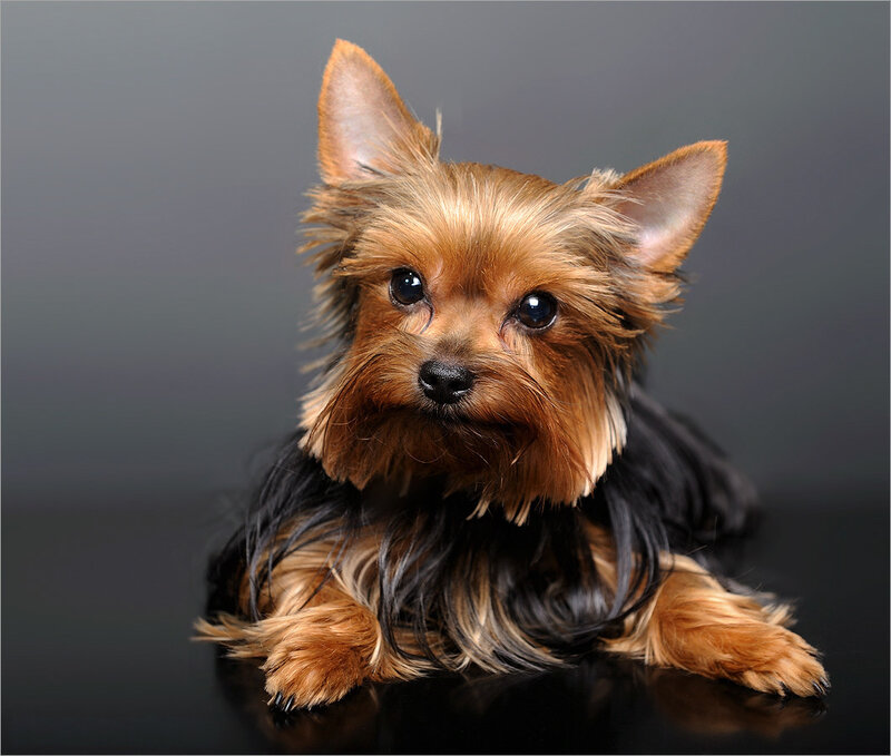 Yorkshire Terrier Dog — Brown, Calm, Photograph