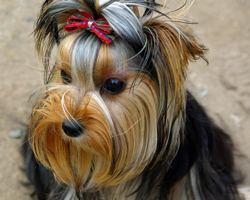 Yorkshire Terrier Dog — Brown, Calm