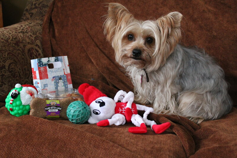 Yorkshire Terrier Dog — Brown, Calm, Winter