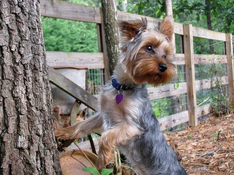 Yorkshire Terrier Dog — Brown, Curious