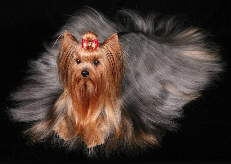 Yorkshire Terrier Dog — Brown, Dramatic