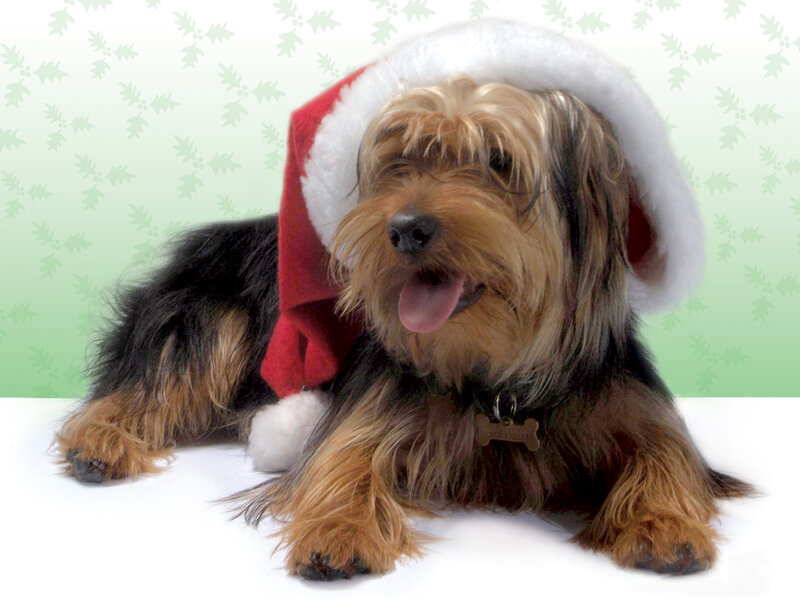 Yorkshire Terrier Dog — Brown, Festive