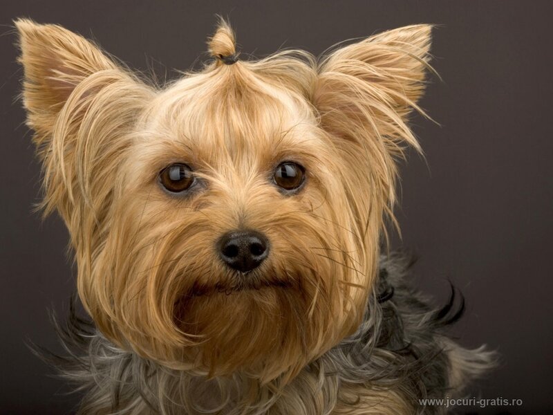 Yorkshire Terrier Dog — Brown, Neutral, Photograph, Ears, Eyes, Gray