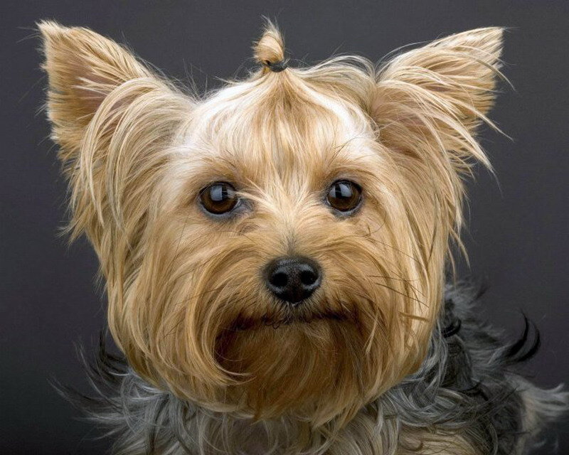 Yorkshire Terrier Dog — Brown, Neutral, Photograph, Ears