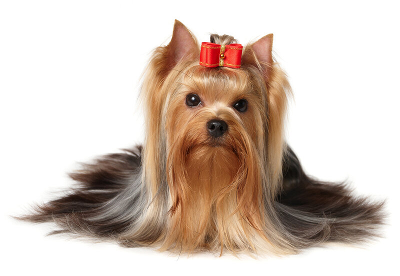Yorkshire Terrier Dog — Brown, Neutral