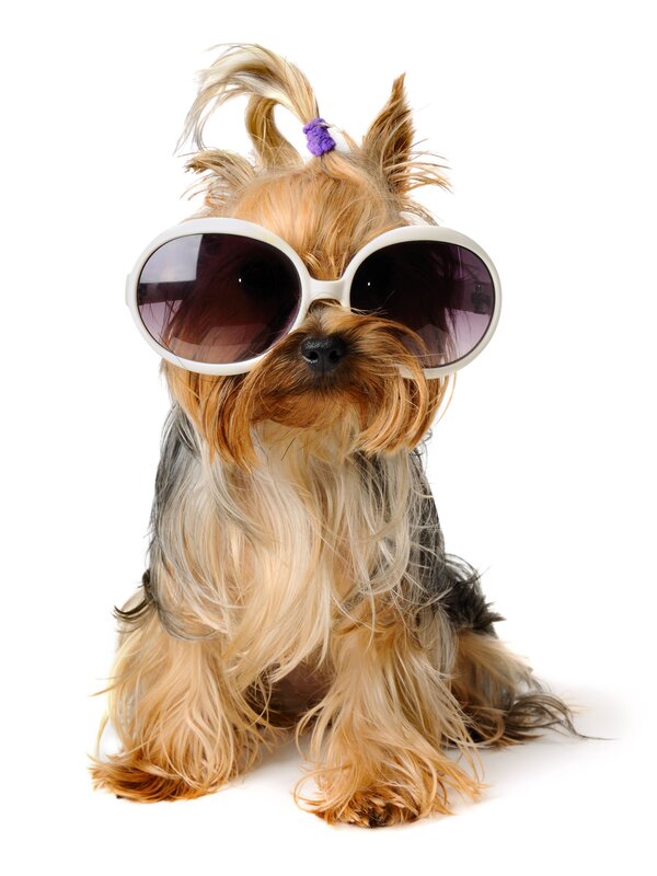 Yorkshire Terrier Dog — Brown, Playful, Photograph, Sunglasses