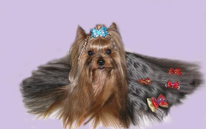 Yorkshire Terrier Dog — Brown, Playful, Photograph