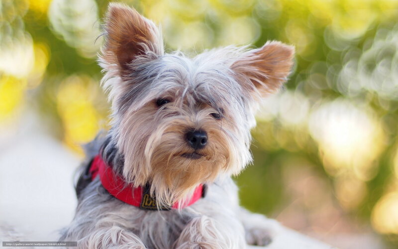 Yorkshire Terrier Dog — Gray, Calm, Afternoon, Photograph, Red Collar