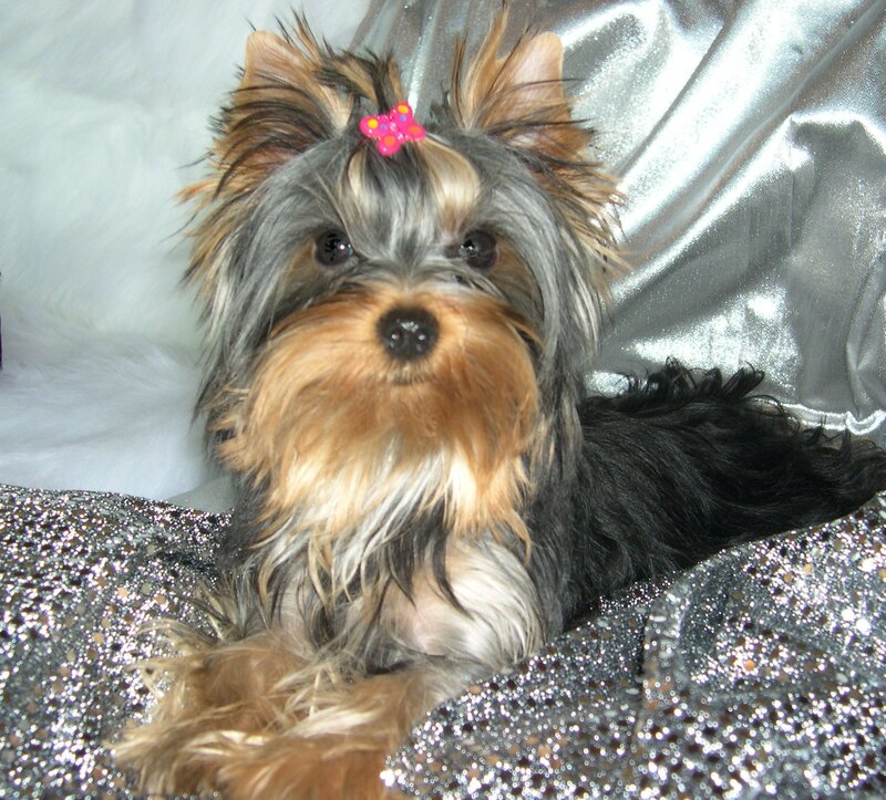 Yorkshire Terrier Dog — Gray, Calm, Photograph, Pink Bow