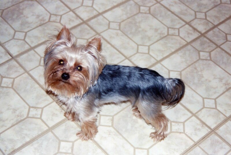 Yorkshire Terrier Dog — Gray, Calm, Photograph