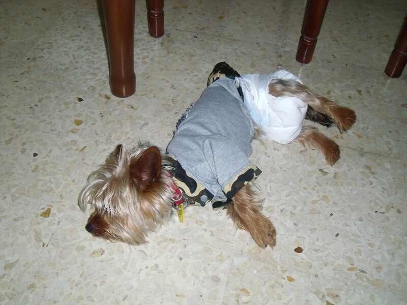 Yorkshire Terrier Dog — Gray