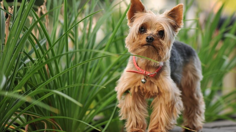 Yorkshire Terrier Dog — Green, Calm, Afternoon, Photograph