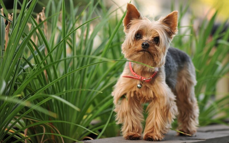 Yorkshire Terrier Dog — Green, Calm