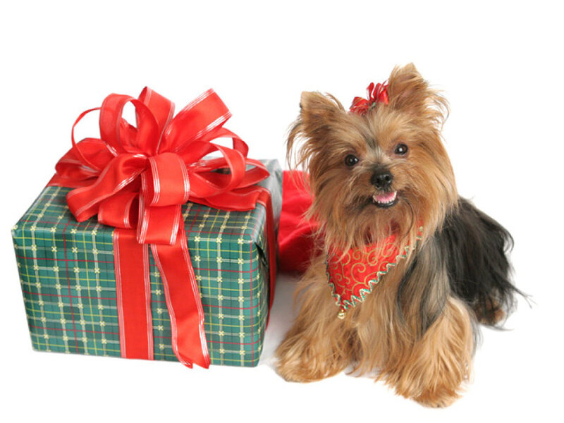 Yorkshire Terrier Dog — Green, Festive