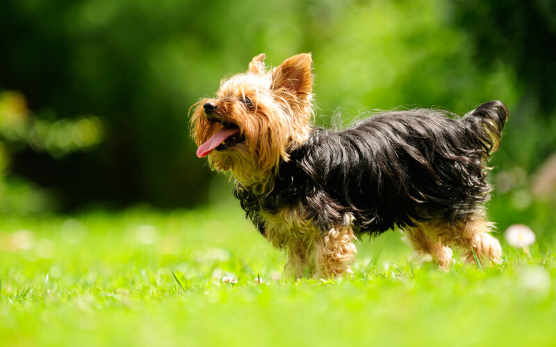 Yorkshire Terrier Dog — Green, Playful, Afternoon, Photograph