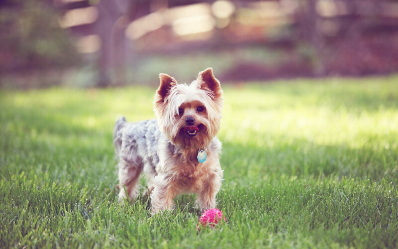 Yorkshire Terrier Dog — Green, Playful, Afternoon
