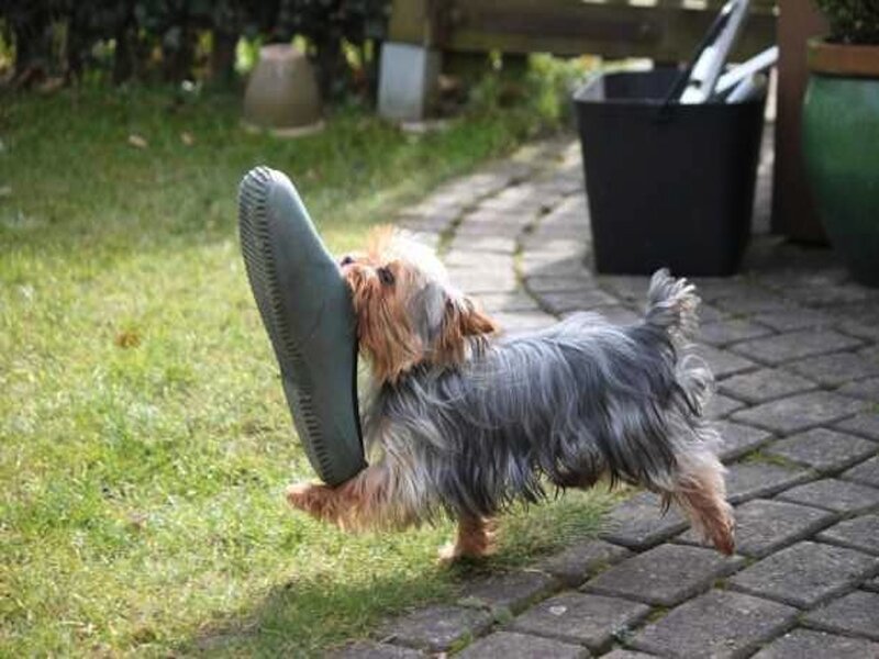 Yorkshire Terrier Dog — Green, Playful