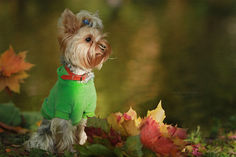 Yorkshire Terrier Dog — Green, Serene, Autumn