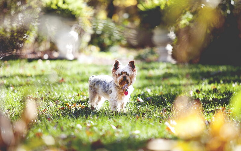 Yorkshire Terrier Dog — Green, Serene