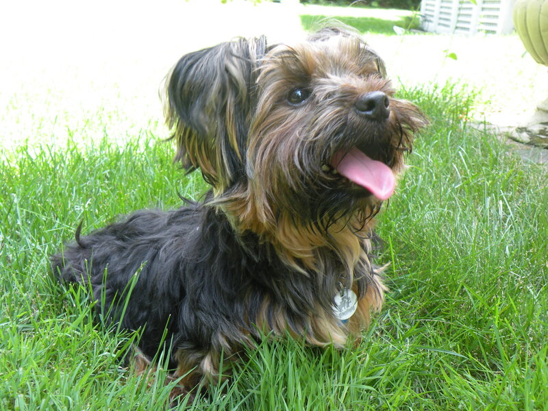 Yorkshire Terrier Dog — Green