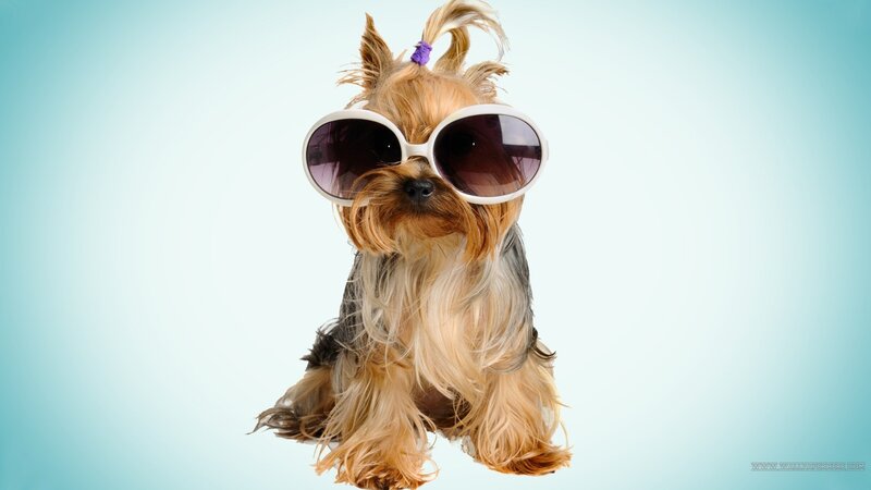 Yorkshire Terrier Dog — Light Blue