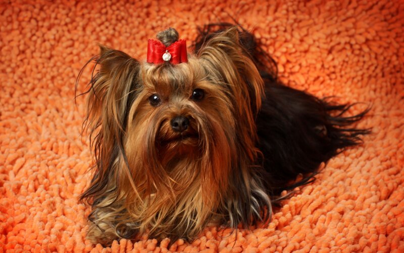 Yorkshire Terrier Dog — Orange