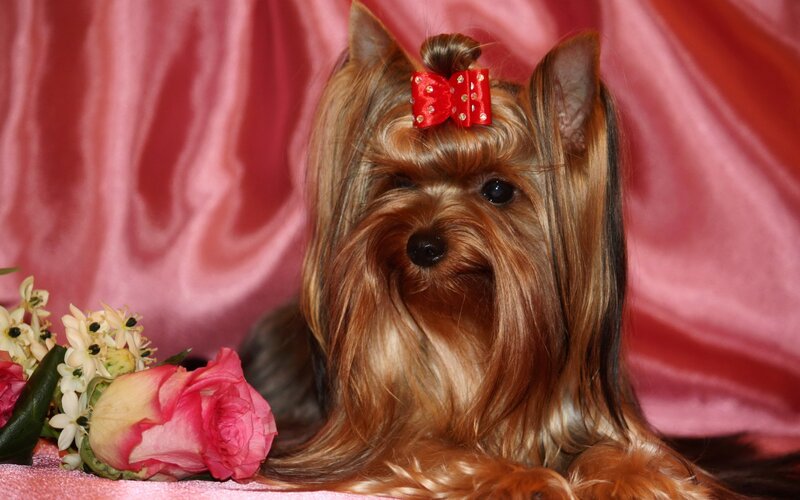 Yorkshire Terrier Dog — Pink, Calm, Photograph