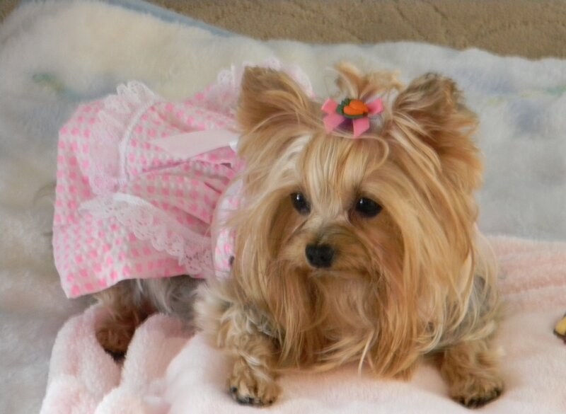 Yorkshire Terrier Dog — Pink, Calm
