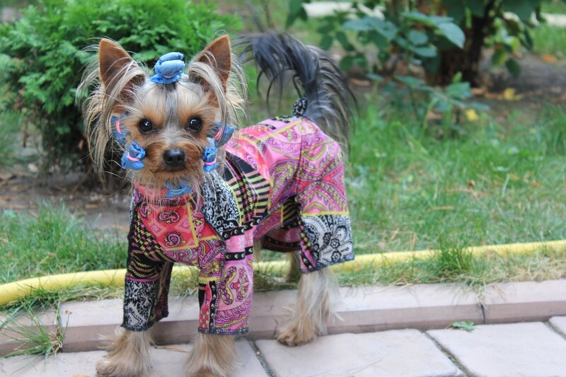 Yorkshire Terrier Dog — Pink, Playful