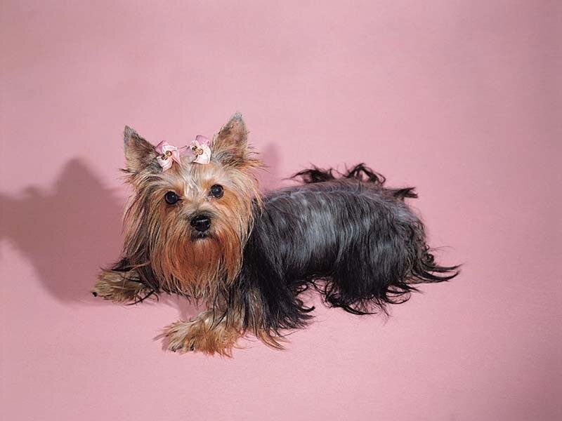 Yorkshire Terrier Dog — Pink